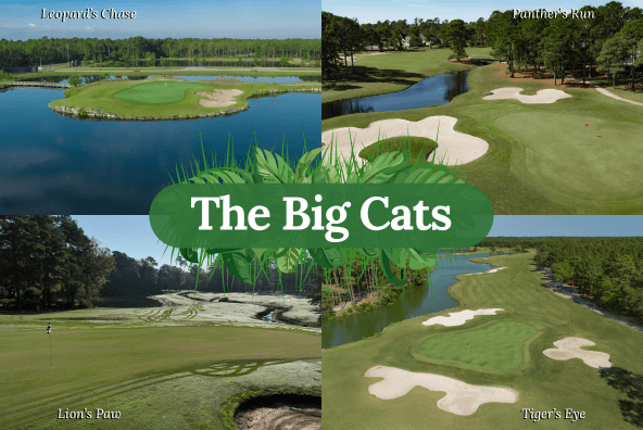 big-cats-package-page